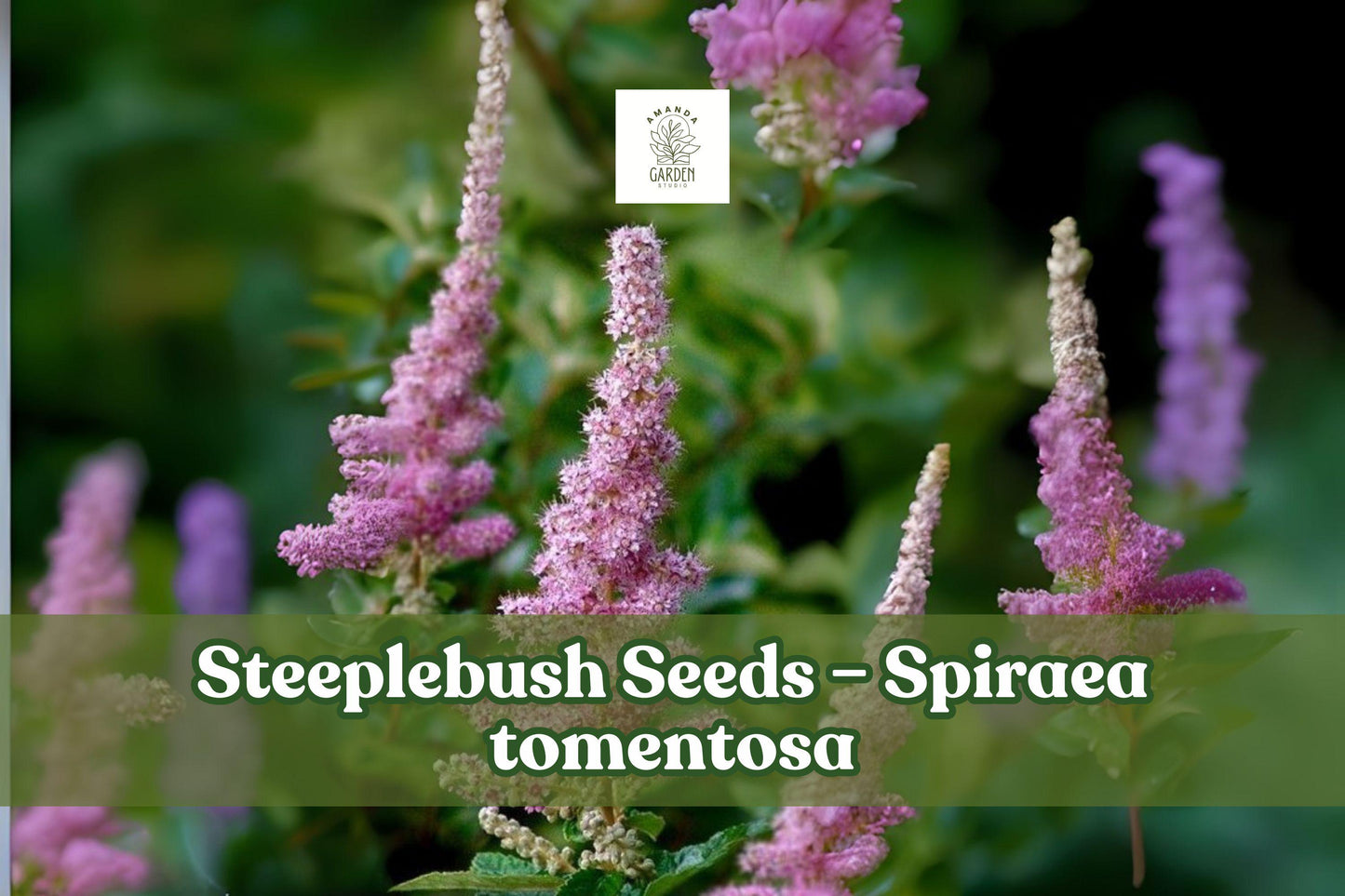 100 Spiraea tomentosa Seeds – Native Pink Steeplebush for Meadows & Rain Gardens, Pollinator Friendly, Moist Soil, Pink Summer Blooms