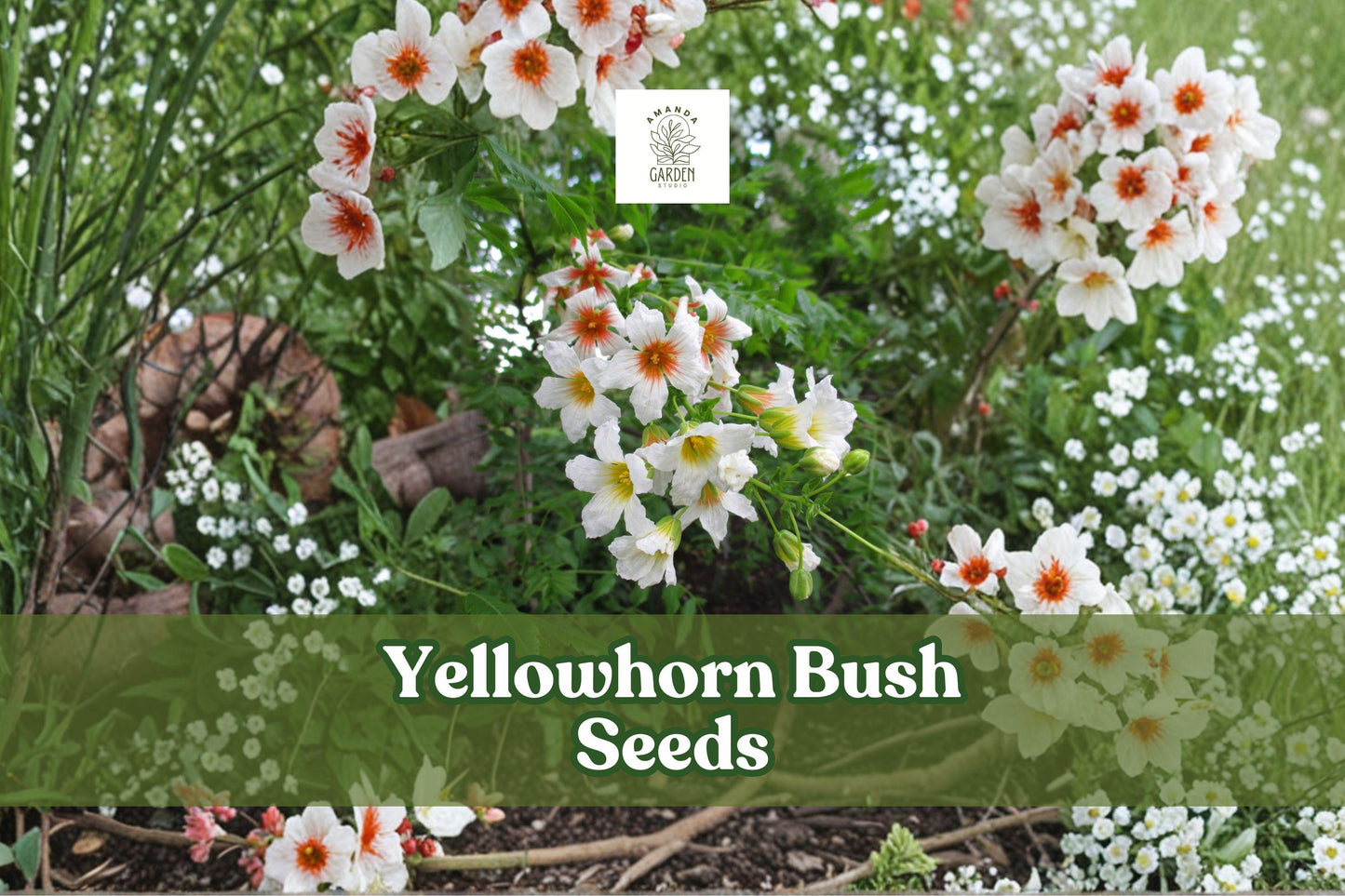 Yellowhorn Tree Seeds | Xanthoceras sorbifolium | Ornamental Flowering Shrub with White & Red Flowers, Edible Nuts, Drought Tolerant