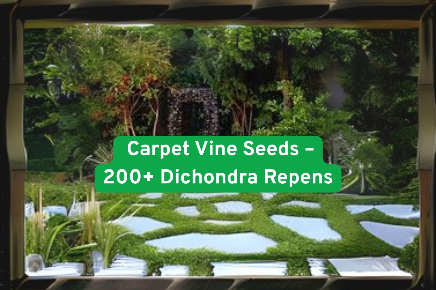 Dichondra seeds, ground cover, lush green foliage, creeping vine, drought-tolerant plant, lawn alternative seeds, outdoor landscape, shade tolerant ground cover, non-GMO seeds, low-maintenance plant, pathway ground cover, bright green foliage, garden ground cover