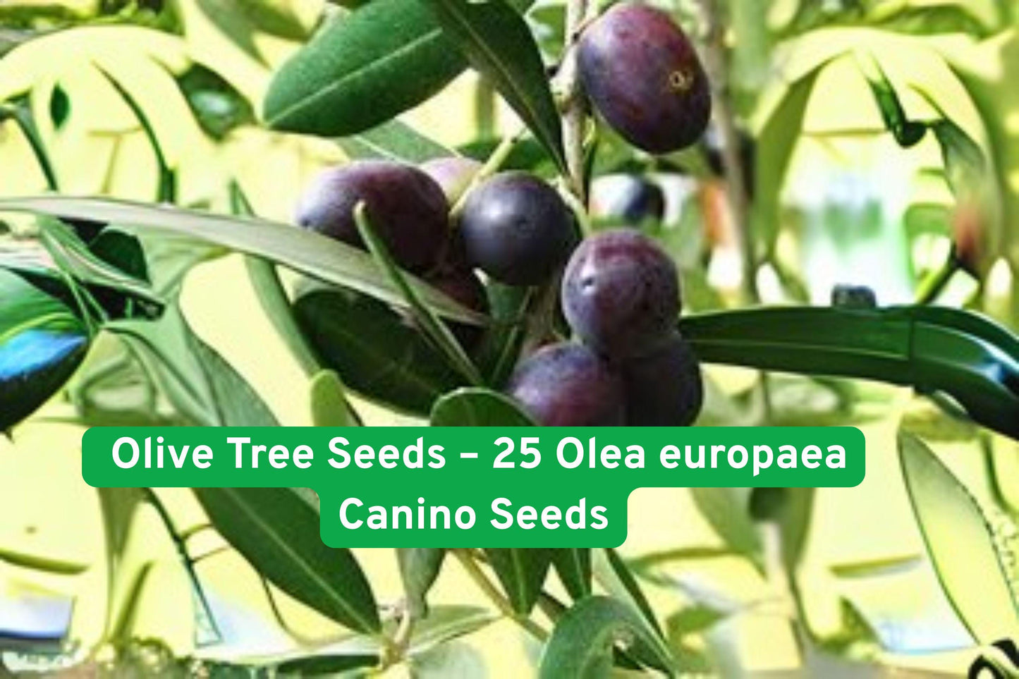 olive tree seeds, edible olive seeds, Olea europaea seeds, Canino olive variety, non-GMO olive seeds, bonsai olive tree, Mediterranean plant seeds, outdoor garden olive, fruit-bearing tree seeds, drought-tolerant olive, USA grown olive seeds, full sun plant seeds, ornamental olive tree