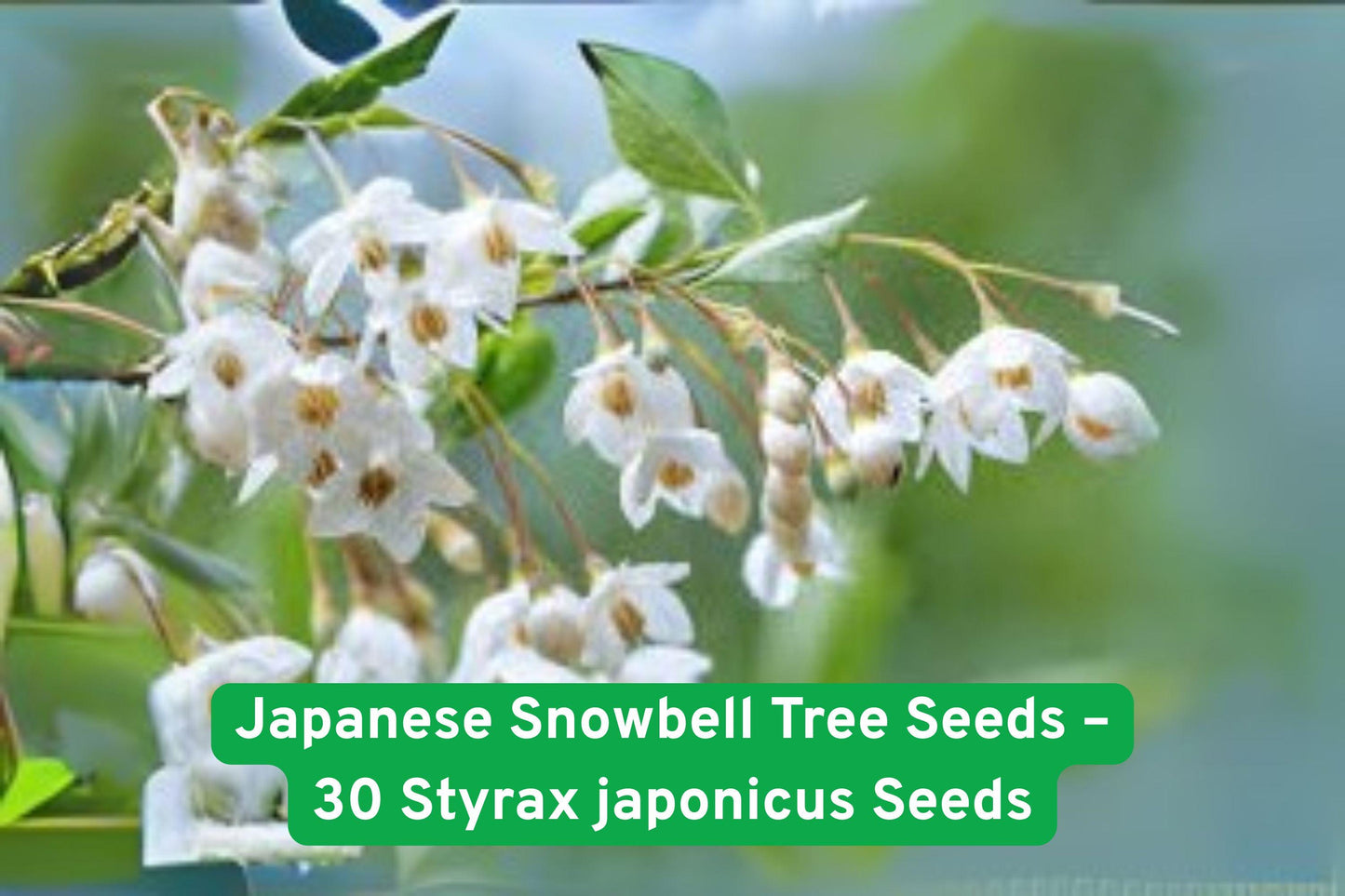 Japanese Snowbell Seeds, Styrax japonicus, ornamental tree seeds, flowering tree seeds, white bloom seeds, shade garden plants, border tree seeds, fragrant flower seeds, deciduous tree seeds, non-GMO plant seeds, spring planting seeds, easy grow seeds, Iowa shipped seeds