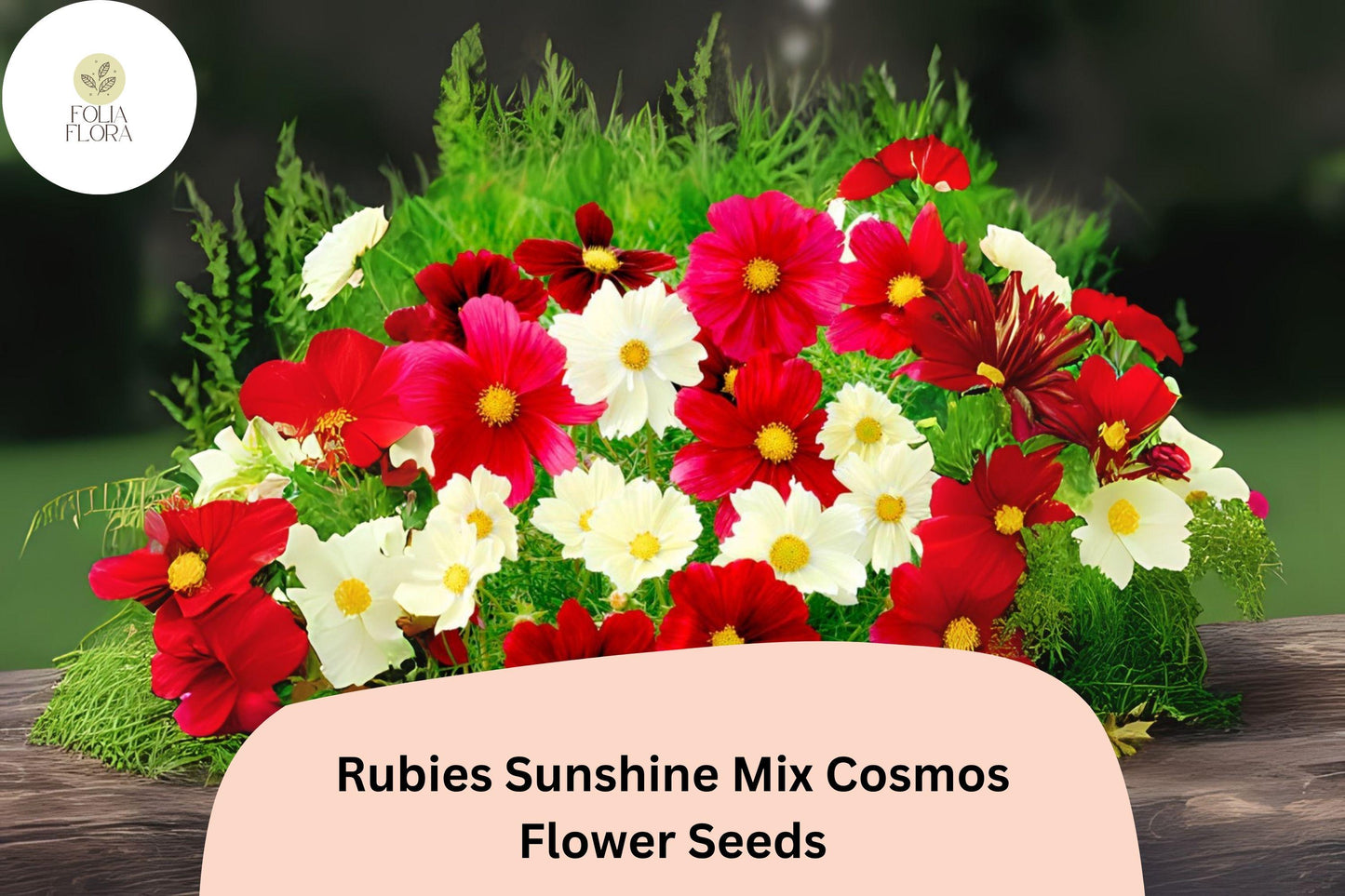 Rubies Sunshine Mix Cosmos Seeds | Red, Yellow, Pink Annual Flowers for Garden, Borders, Cut Flowers | Cosmos bipinnatus