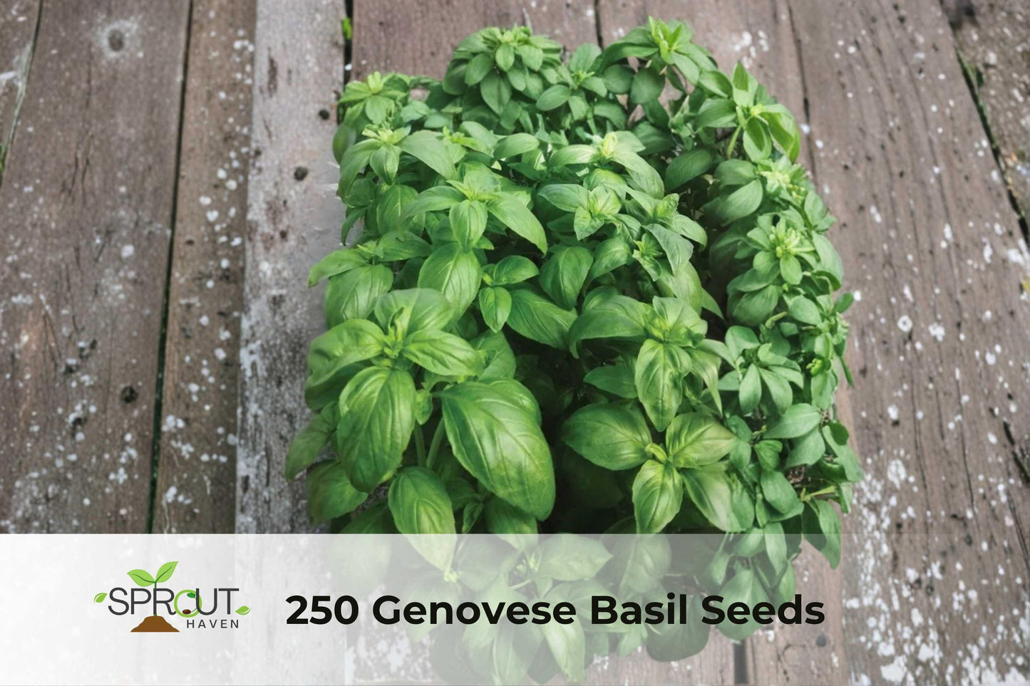 250 Genovese Basil Seeds | Heirloom, NON-GMO, Culinary Herb for Pesto & Italian Cooking | Ocimum basilicum