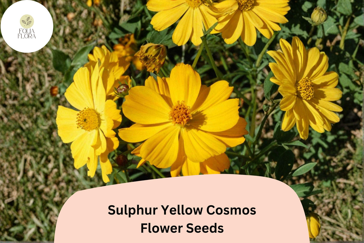Sulphur Yellow Cosmos Seeds | Pollinator-Friendly Annual Flowers | Cosmos sulphureus | 200+ Seeds