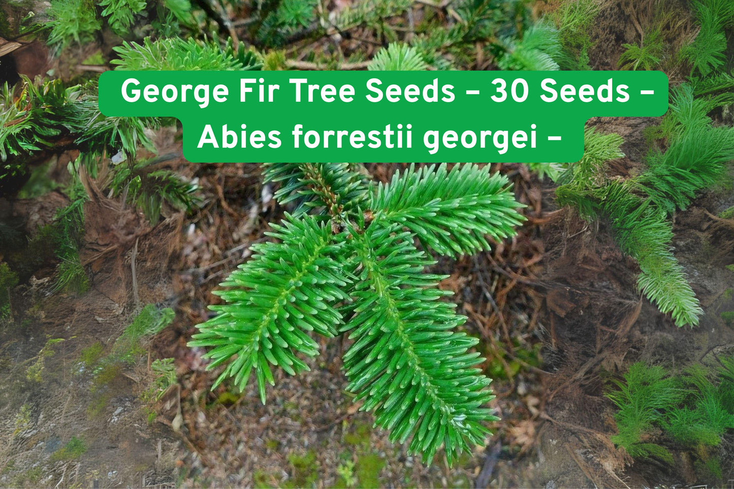 George Fir Tree Seeds,Evergreen Conifer Seeds,Neon Green Tree Seeds,Fast-Growing Tree Seeds,Bonsai Tree Seeds,Unique Landscape Seeds,Indoor Garden Seeds,Colorful Foliage Seeds,Gift for Gardeners,Medium-Sized Tree Seeds,Non-GMO Tree Seeds,Spring Planting Seeds,Fall Gardening Seeds