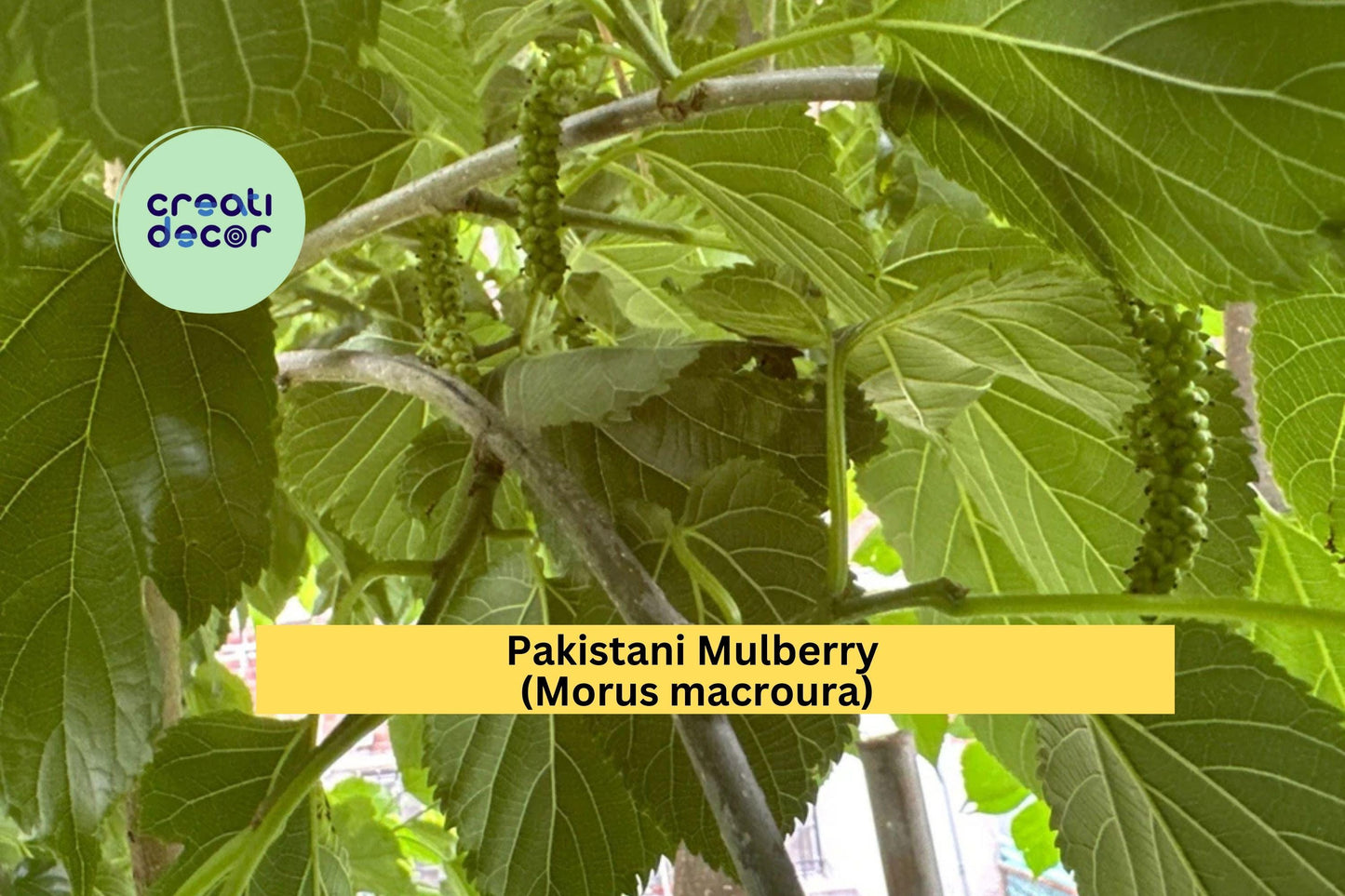 Pakistani Mulberry Tree Live Rooted Cutting | Morus macroura Fruit Tree for Garden or Orchard