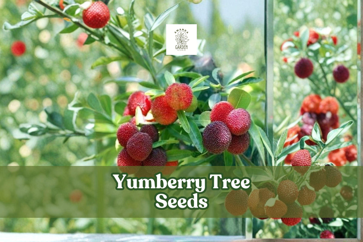 Yumberry Tree Seeds, Myrica rubra, Exotic Chinese Bayberry, Fruit-Bearing Evergreen, 10 Seeds