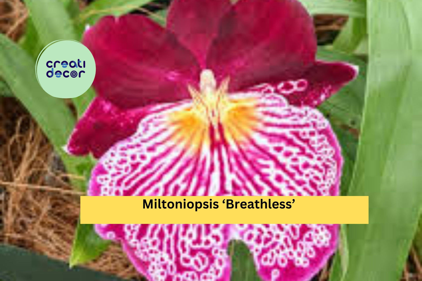 Miltoniopsis ‘Breathless’ Orchid Bare Root Bulb – Pansy Orchid Starter Plant, Multi-Color Blooms, Indoor Houseplant