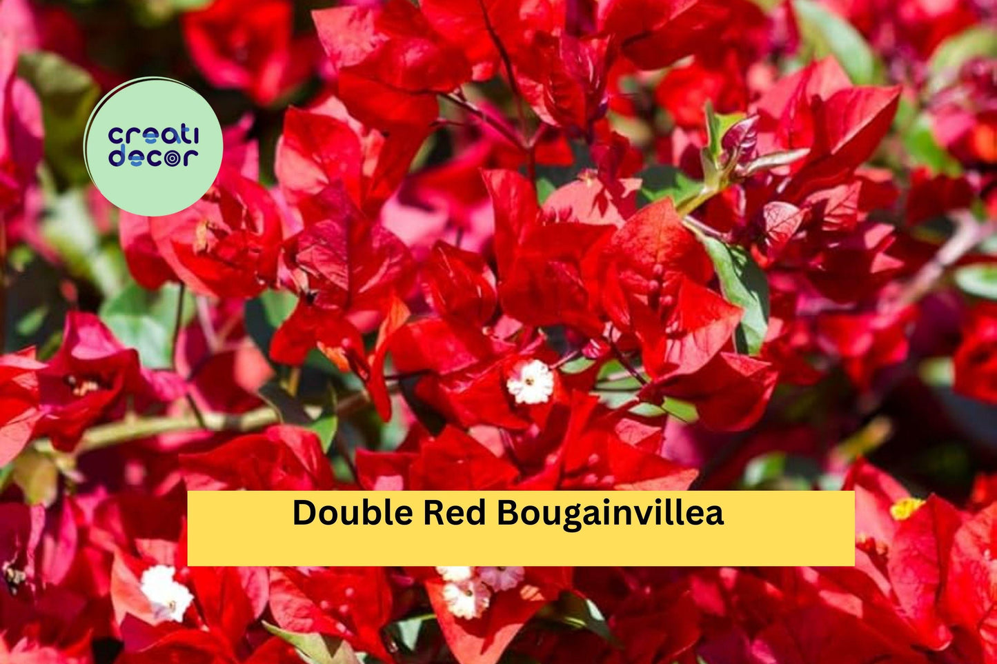 Double Red Bougainvillea Live Rooted Starter Plug - Vibrant Flowering Vine for Garden, Trellis, or Container Bougainvillea spp.