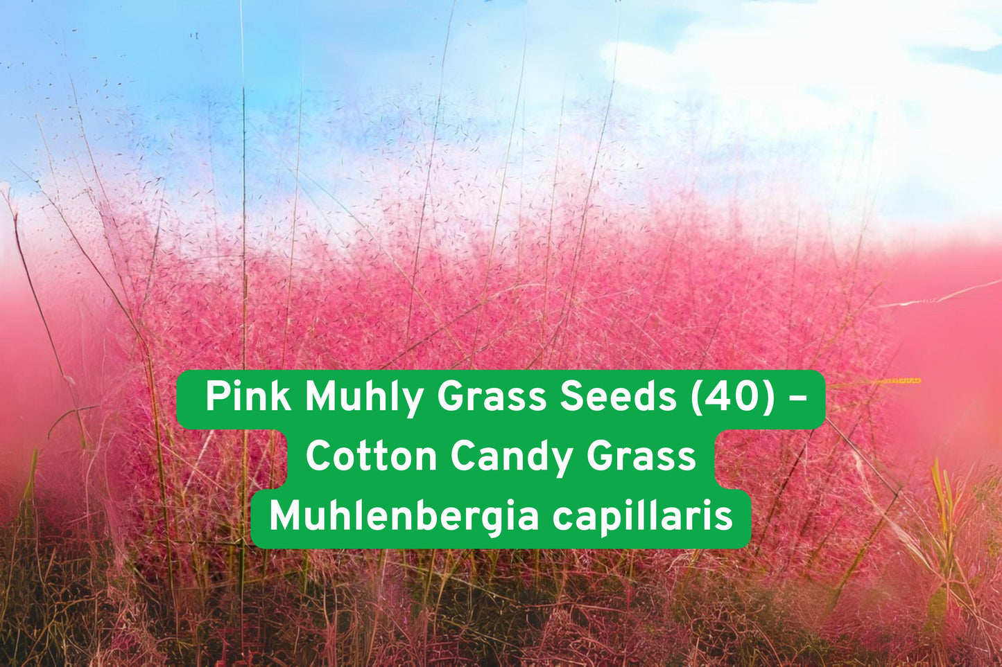 Pink Muhly Grass Seeds, Cotton Candy Grass Seeds, Ornamental Perennial Seeds, Pink Garden Grass Seeds, Drought Tolerant Grass Seeds, Deer Resistant Seeds, Fall Blooming Seeds, Native Grass Seeds, Low Maintenance Seeds, Pink Plume Seeds, Landscaping Grass Seeds, Zone 5-11 Grass Seeds, Pink Ornamental Seeds