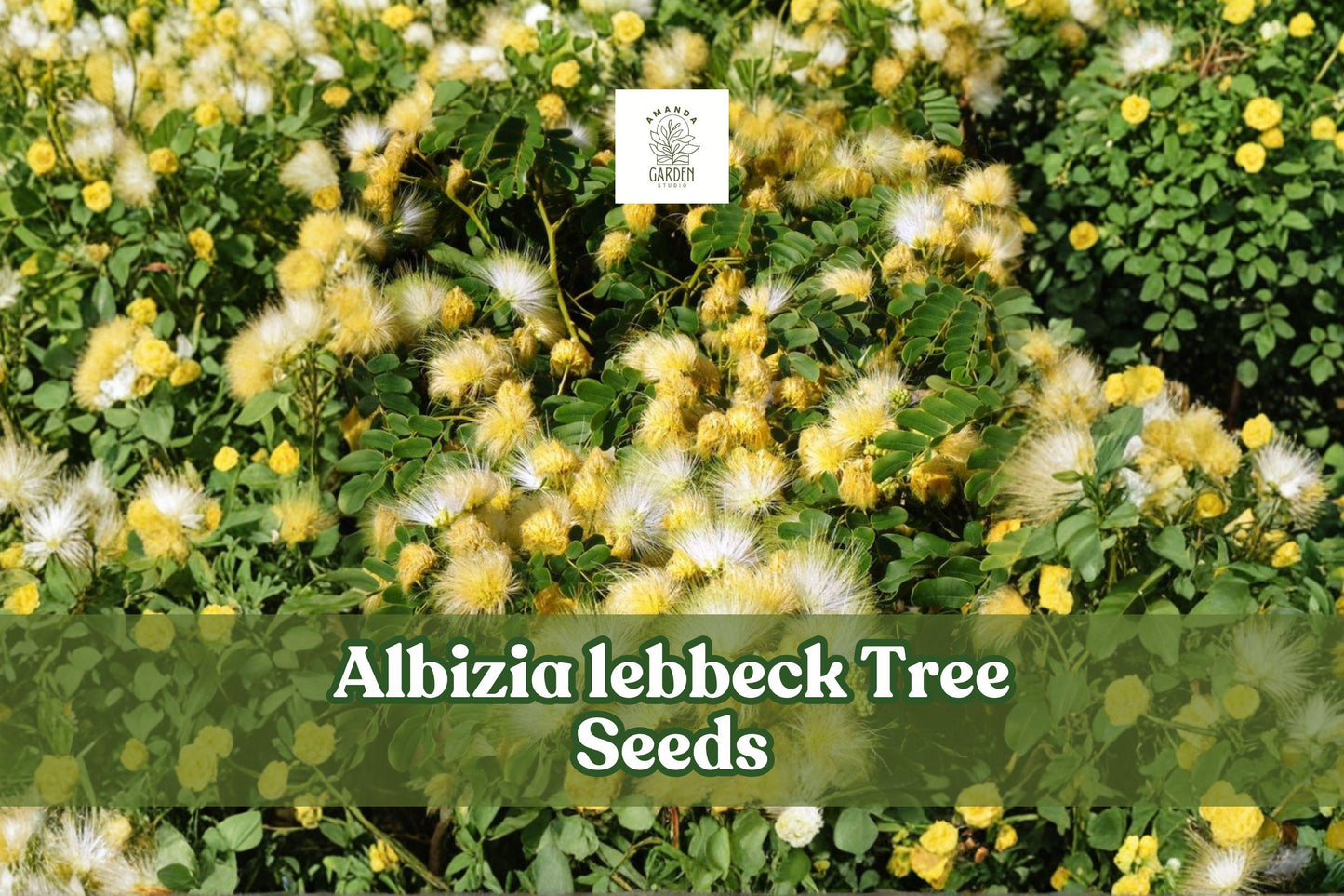 Albizia Lebbeck Seeds | Woman’s Tongue Tree | Fast-Growing Shade Tree | Ornamental Tropical Tree Seeds