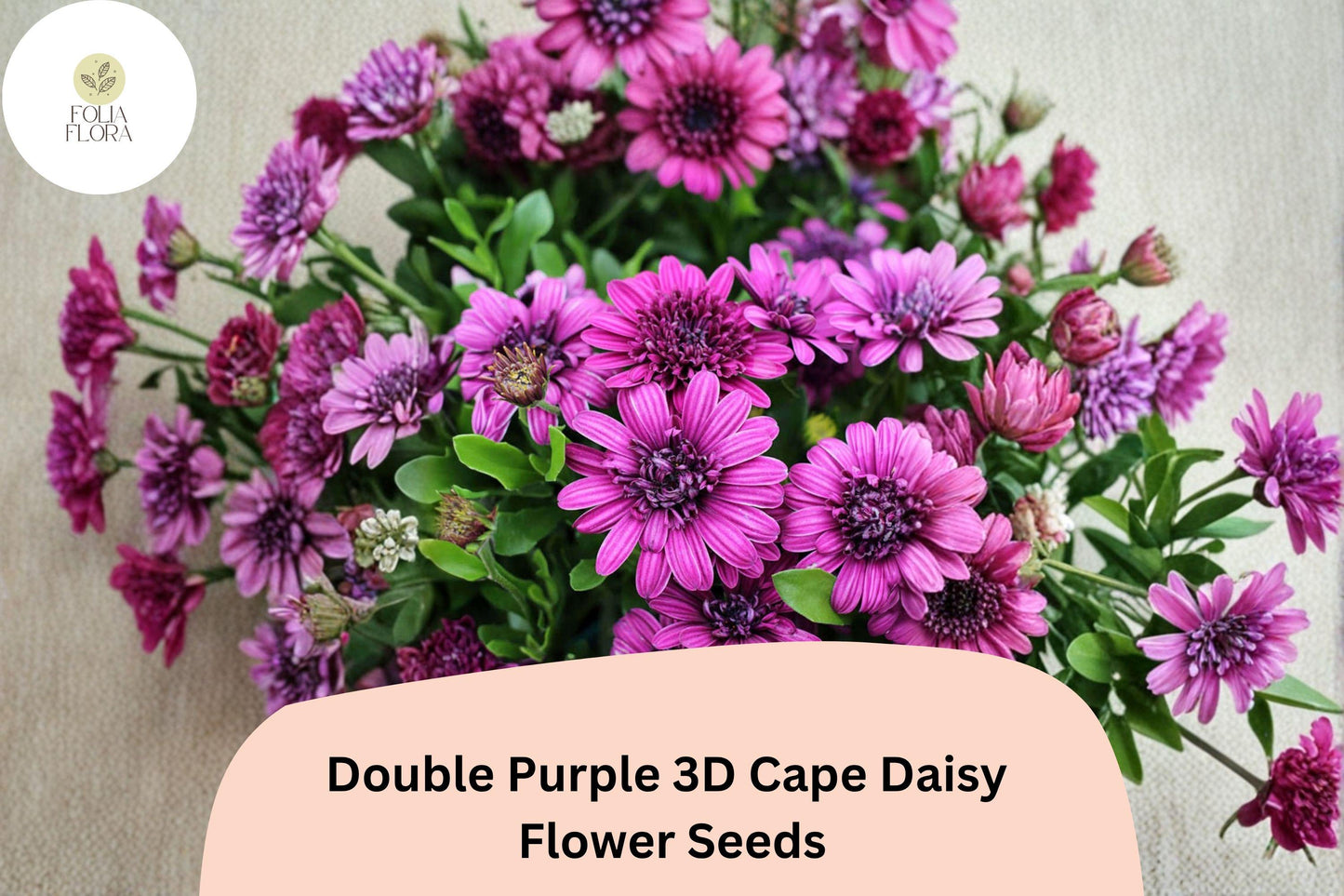 50+ Double Purple 3D Cape Daisy Seeds | Osteospermum ecklonis | Layered Deep Purple Blooms for Gardens & Containers