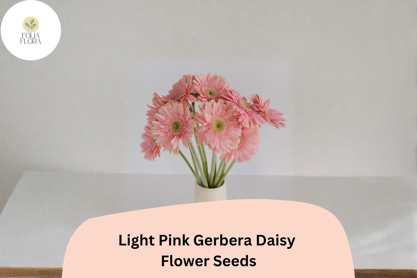 Light Pink Gerbera Daisy Seeds | Pastel Blooms for Gardens & Cut Flowers | Gerbera jamesonii | 200+ Seeds