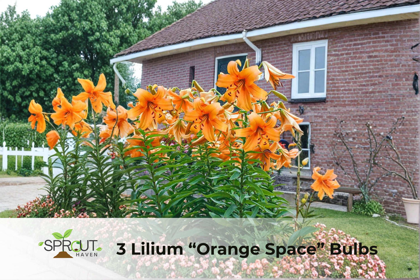 3 Orange Space Lilium Bulbs | Fragrant Perennial Tree Lilies | Tall 4–7 ft | Lilium hybrid