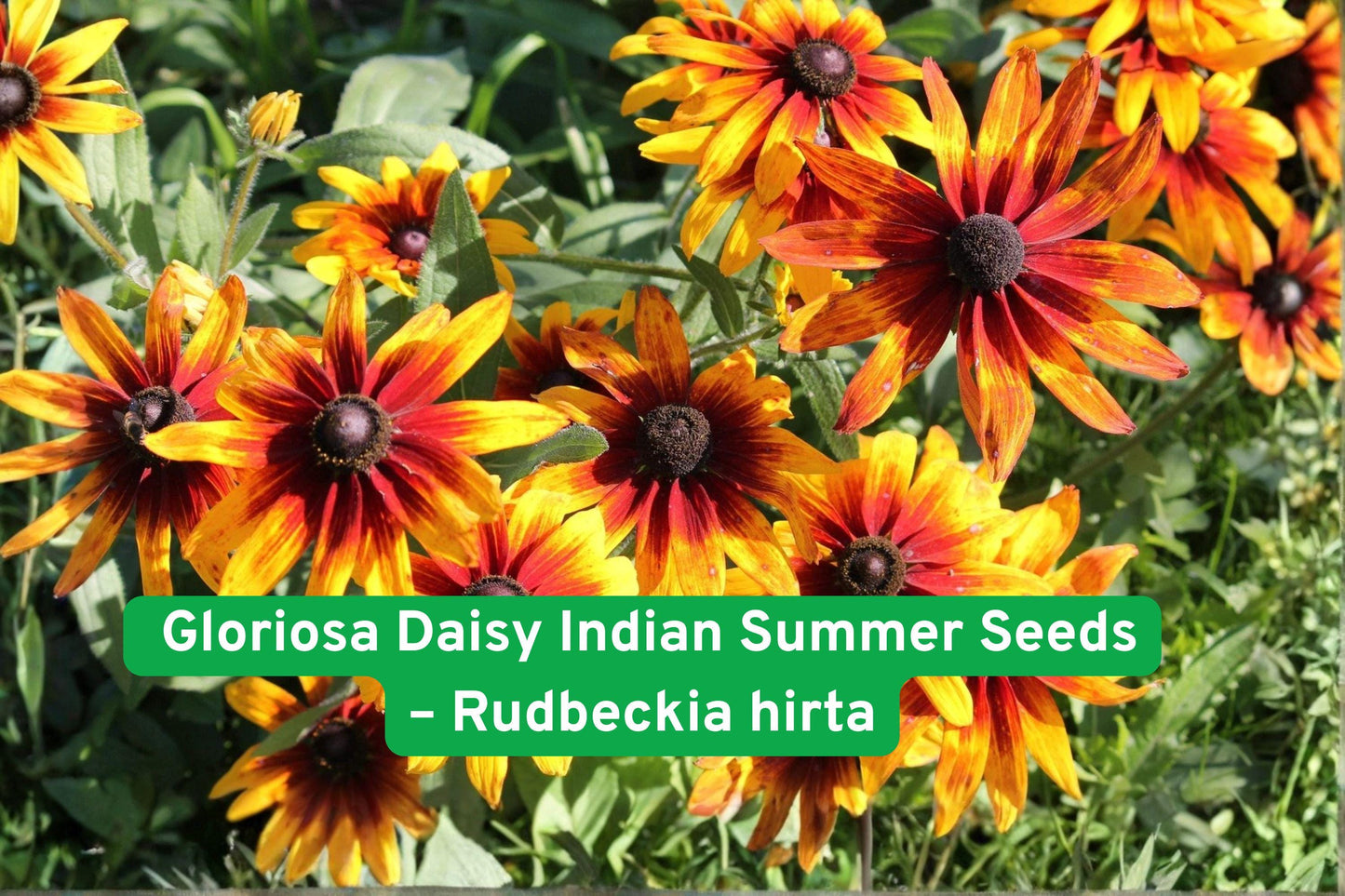 gloriosa daisy seeds, Rudbeckia hirta seeds, Indian Summer flower, perennial garden flower, yellow daisy seeds, pollinator attractor, drought-tolerant plant, cut flower seeds, wildflower garden, sunny border plant, container flower seeds, bee-friendly plants, hardy perennial seeds