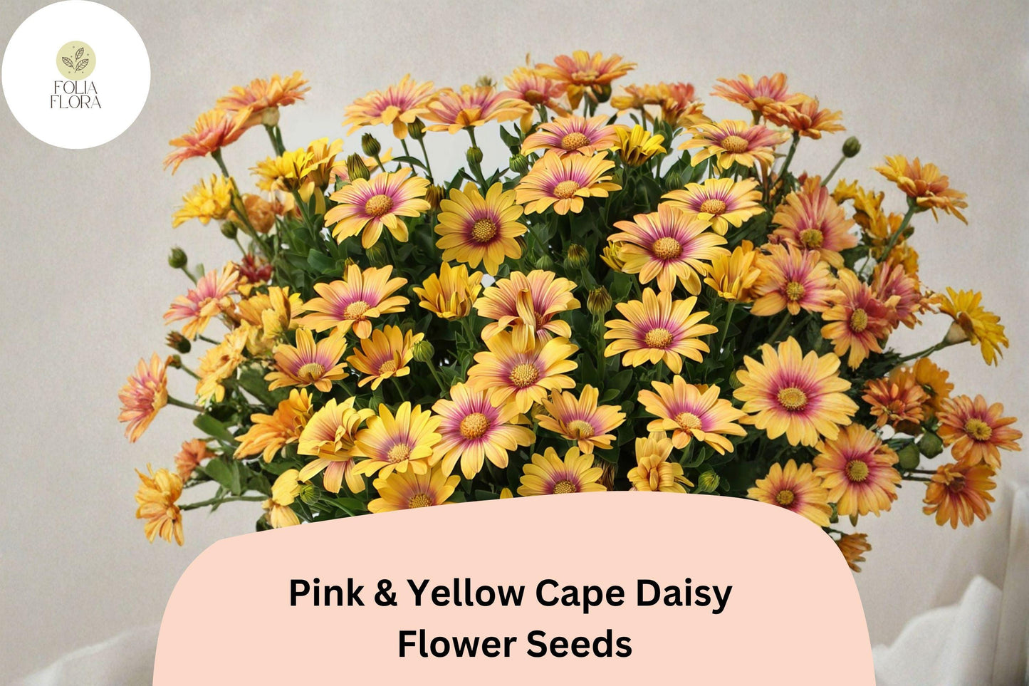 200+ Pink & Yellow Cape Daisy Seeds | Osteospermum ecklonis | Bi-Color Flowers for Gardens & Containers | Easy Care Annual