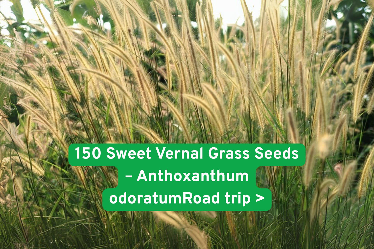 Sweet Vernal Grass Seeds, Vanilla Scented Grass, Ornamental Garden Grass, Fragrant Perennial Seeds, Rustic Landscape Grass, Dried Flower Grass, Spring Bloom Seeds, Full Sun Grass Seeds, Drought Tolerant Seeds, Border Plant Seeds, Naturalized Garden Grass, Seed for Arrangements, Easy Grow Grass Seeds