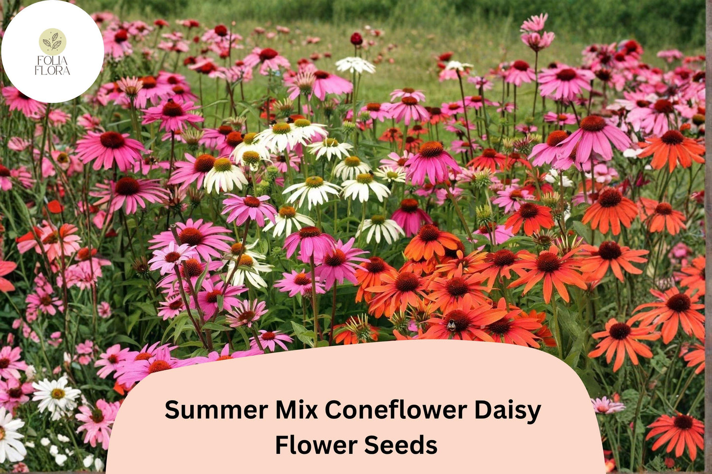 Summer Mix Coneflower Seeds | Echinacea purpurea Perennial Flower Seeds for Garden, Borders & Wildflower Meadows