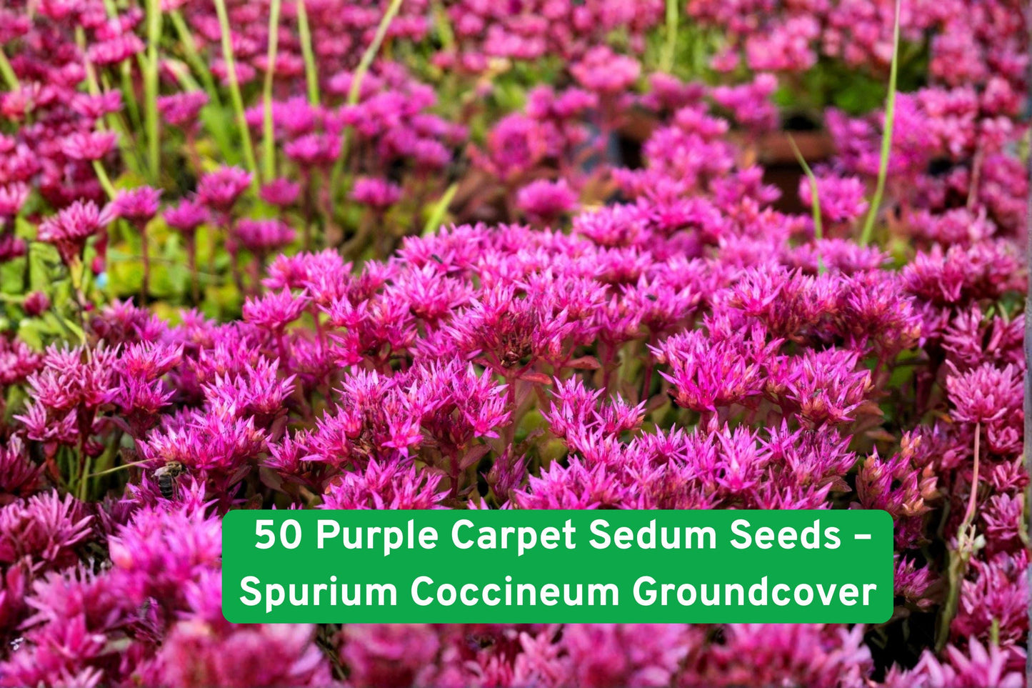 Purple Carpet Sedum Seeds, Groundcover Seeds, Drought Tolerant Succulent, Perennial Flower Seeds, Pink Bloom Seeds, Green Foliage Seeds, Fall Color Seeds, Rock Garden Plants, Border Plants, Container Plants, Pollinator Friendly Seeds, Low Maintenance Plants, Hardy Perennial Seeds