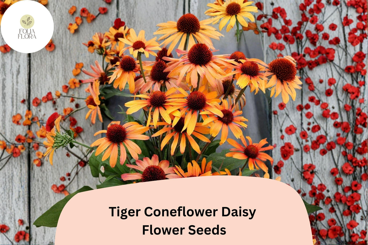 200+ Tiger Coneflower Daisy Seeds | Echinacea purpurea | Bright Orange Blooms | Pollinator-Friendly Perennial Garden