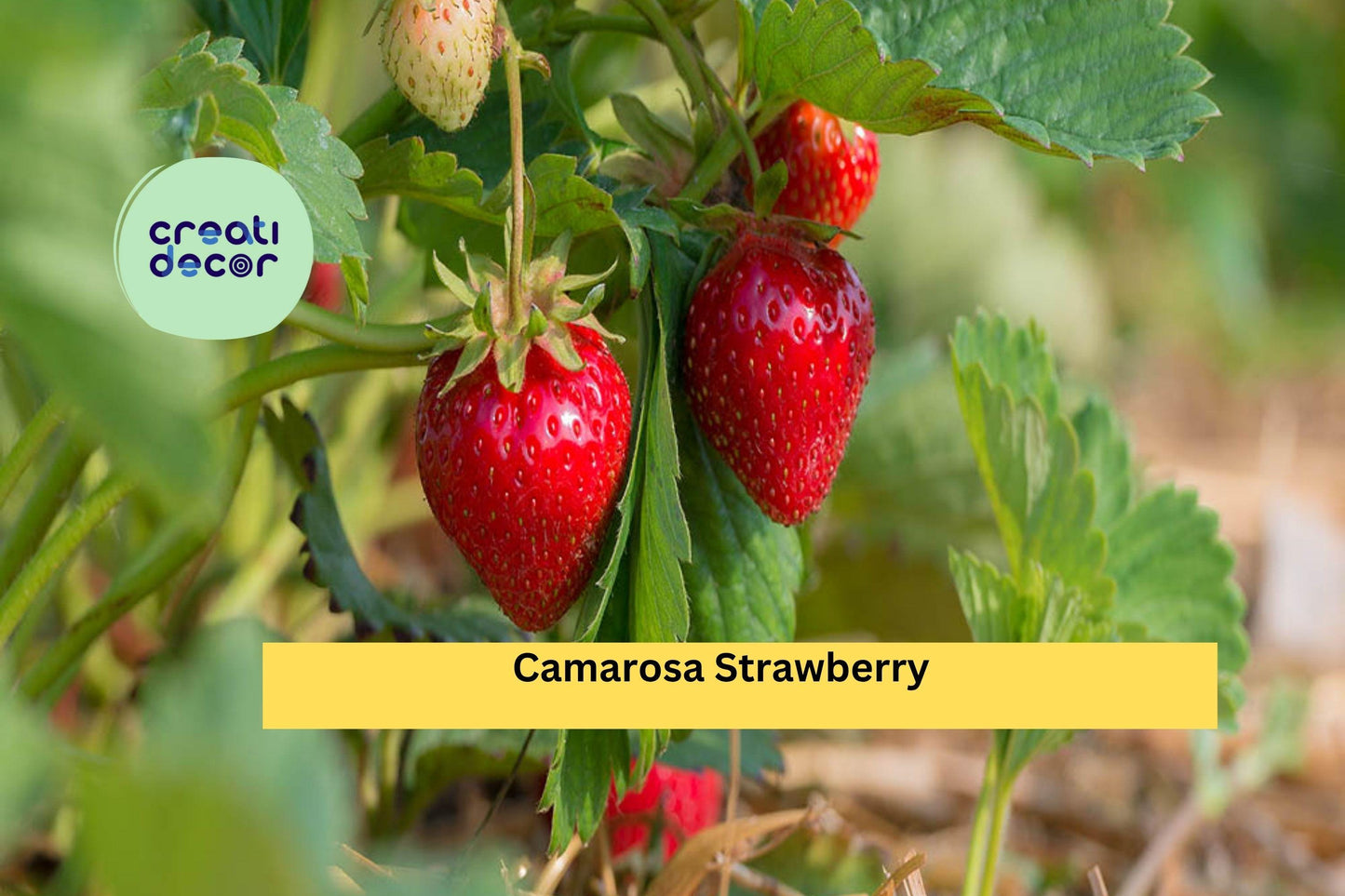 Camarosa Strawberry Plants | 10 Bare Root June-Bearing Fragaria × ananassa | Fruit Garden Starter