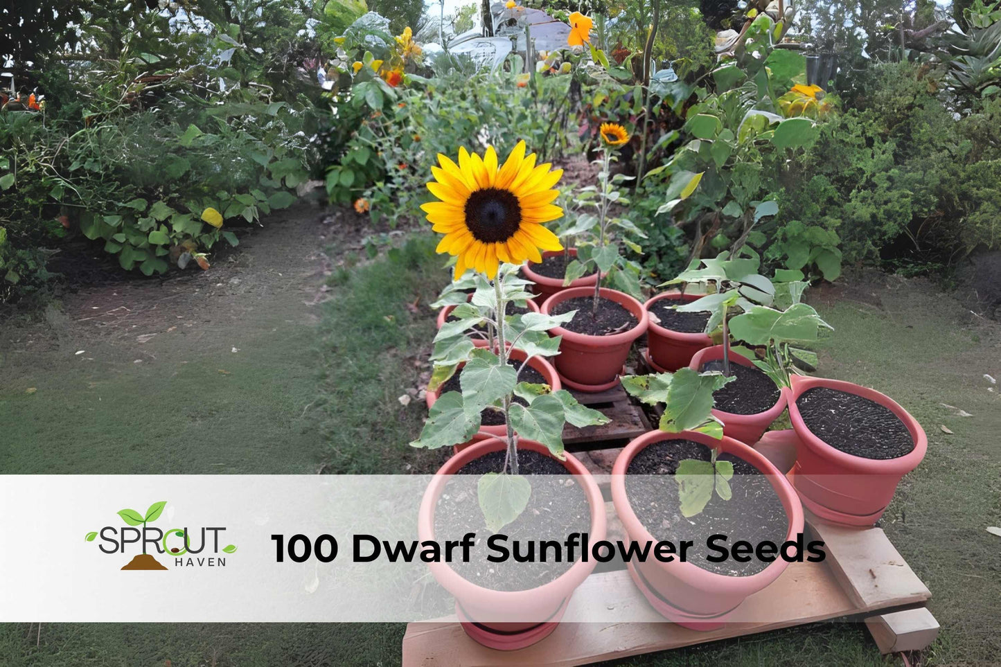 Dwarf Sunflower Seeds, Compact Yellow Helianthus annuus, Annual, Easy to Grow, Bees & Butterflies Attracting, Container & Border Plant