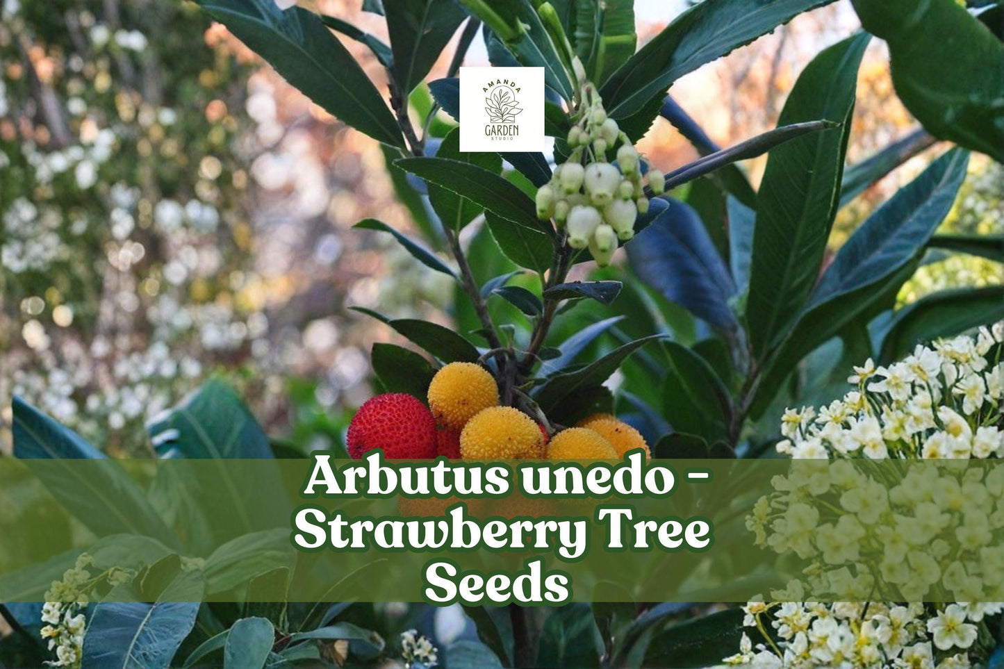 50+ Strawberry Tree Seeds | Arbutus unedo | Non-GMO Evergreen Shrub with Edible Red Fruit | Hardy Garden Plant