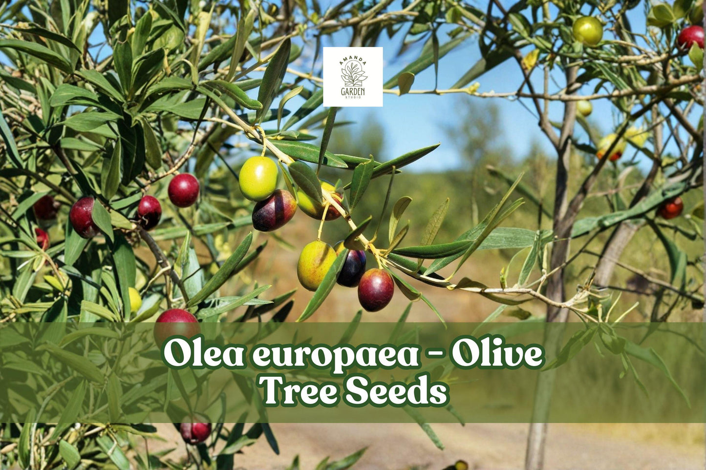Olive Tree Seeds, Olea europaea, Evergreen Fruit Tree, Bonsai or Outdoor Garden, 25 Seeds