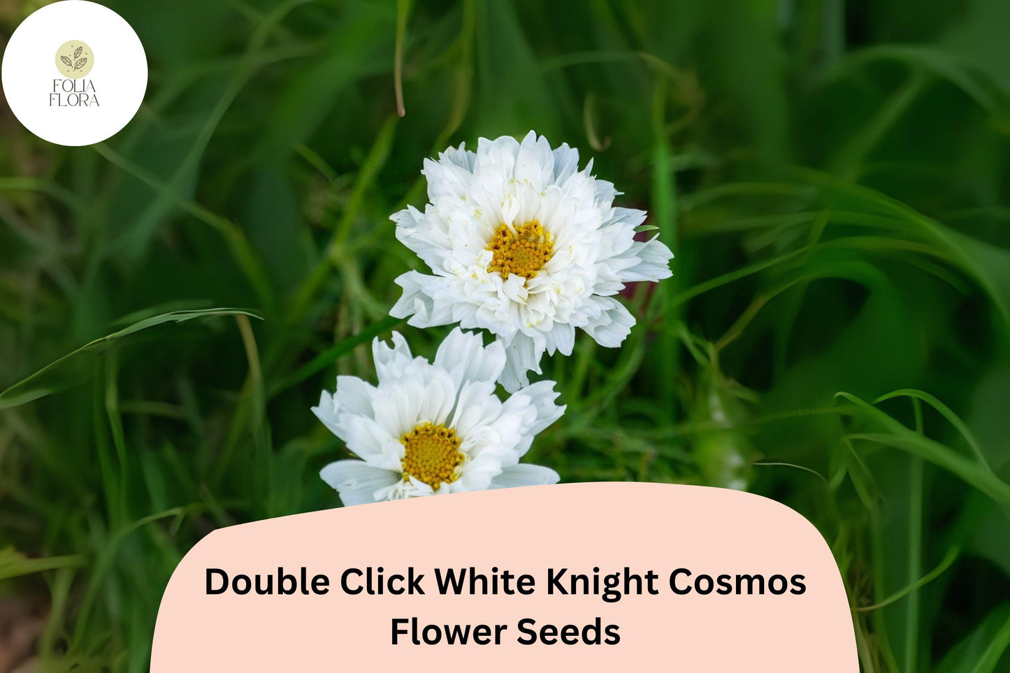 Double Click White Knight Cosmos Seeds | Fully Double White Blooms | Cosmos bipinnatus Annual Flower for Garden & Cut Flowers