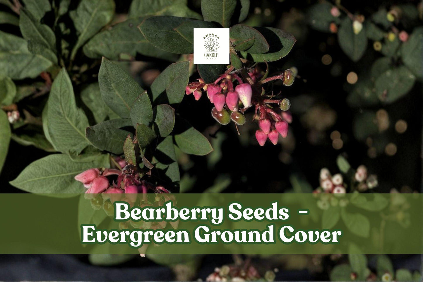 Bearberry Seeds | Evergreen Ground Cover with Red Berries | Arctostaphylos uva-ursi, Drought Tolerant, Native, Low Growing