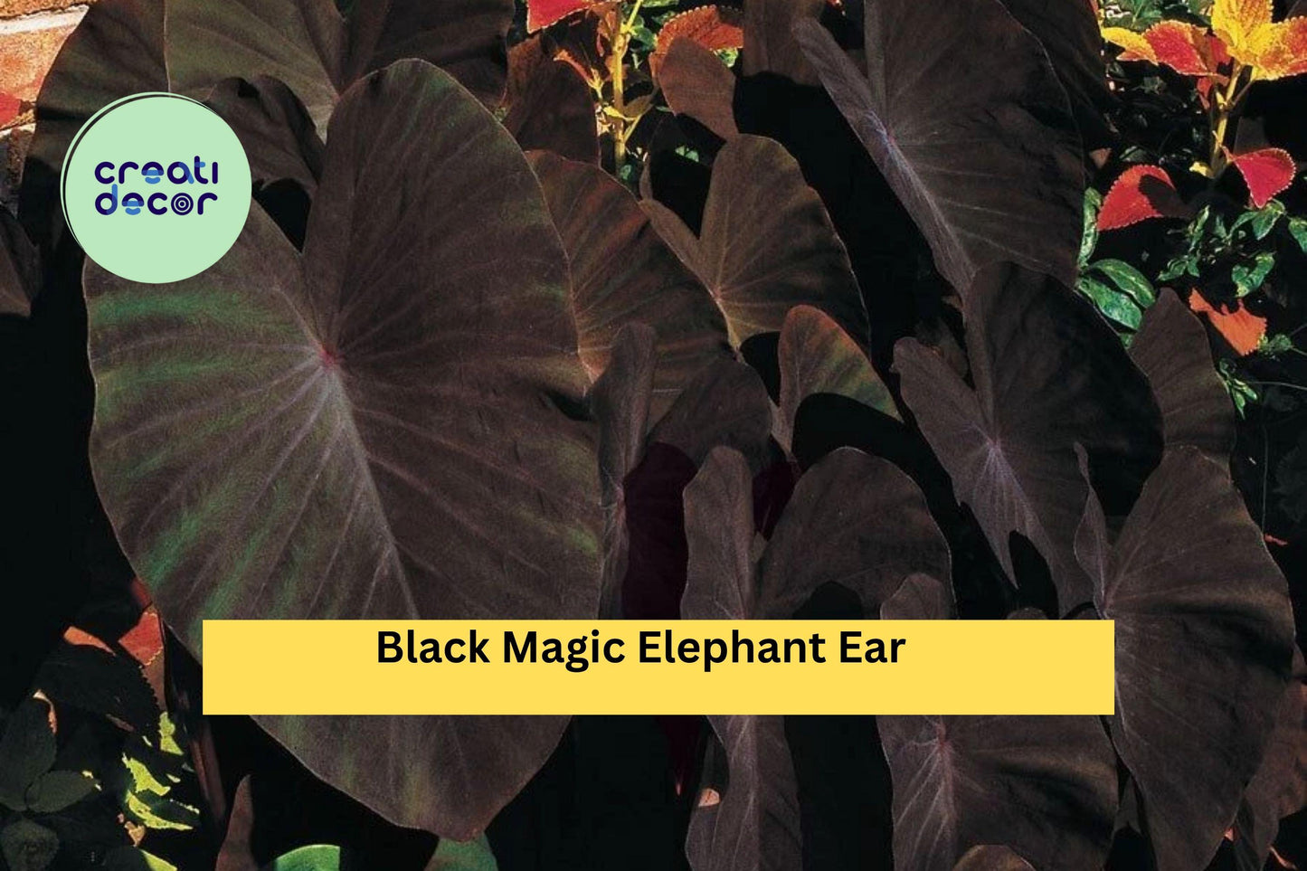 Black Magic Elephant Ear Plant | Colocasia esculenta 'Black Magic' | Tropical Foliage Starter for Garden & Patio