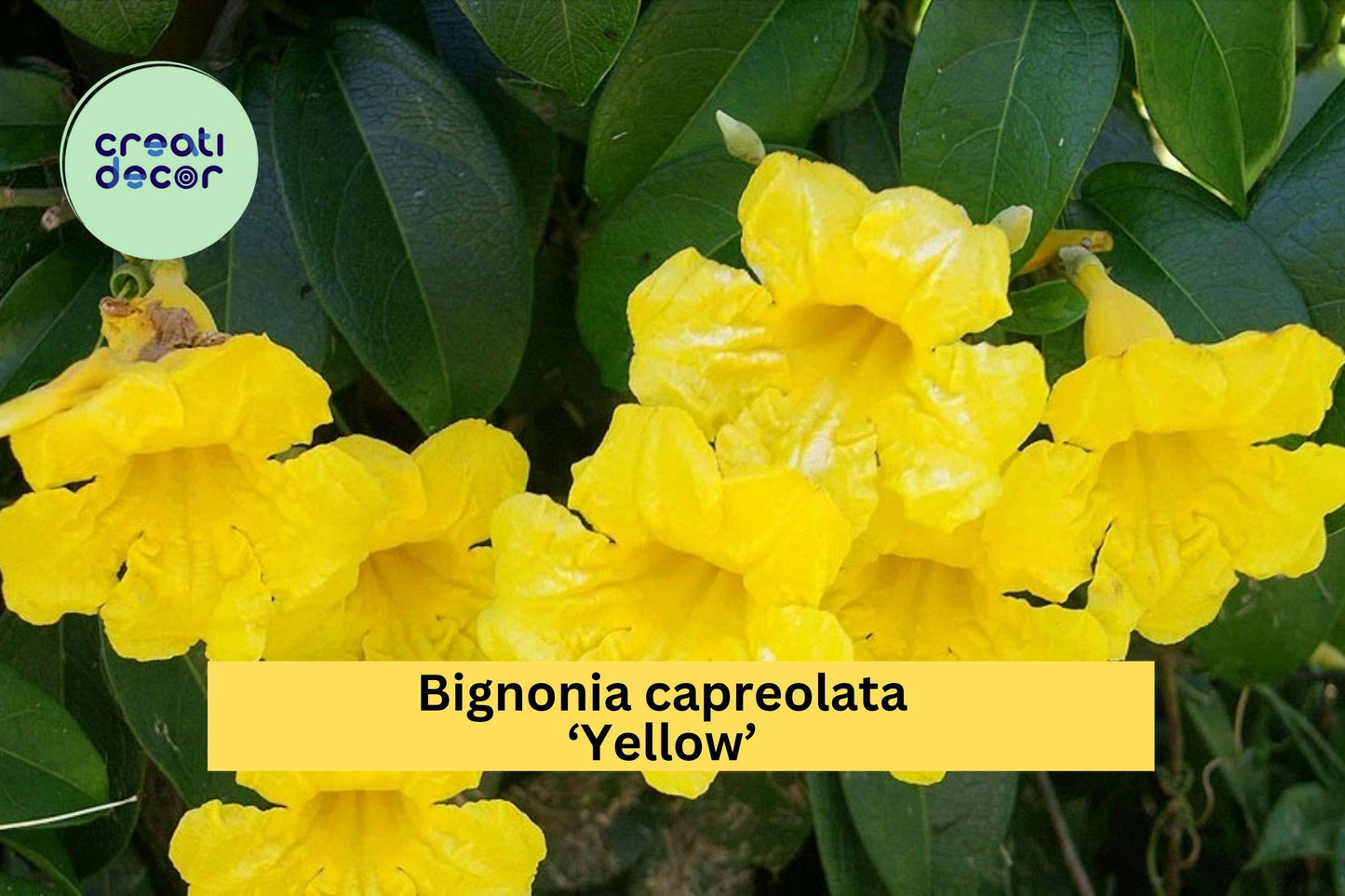 Yellow Crossvine Starter Plant – Bignonia capreolata ‘Yellow’ – Hardy Flowering Vine Attracts Butterflies & Hummingbirds