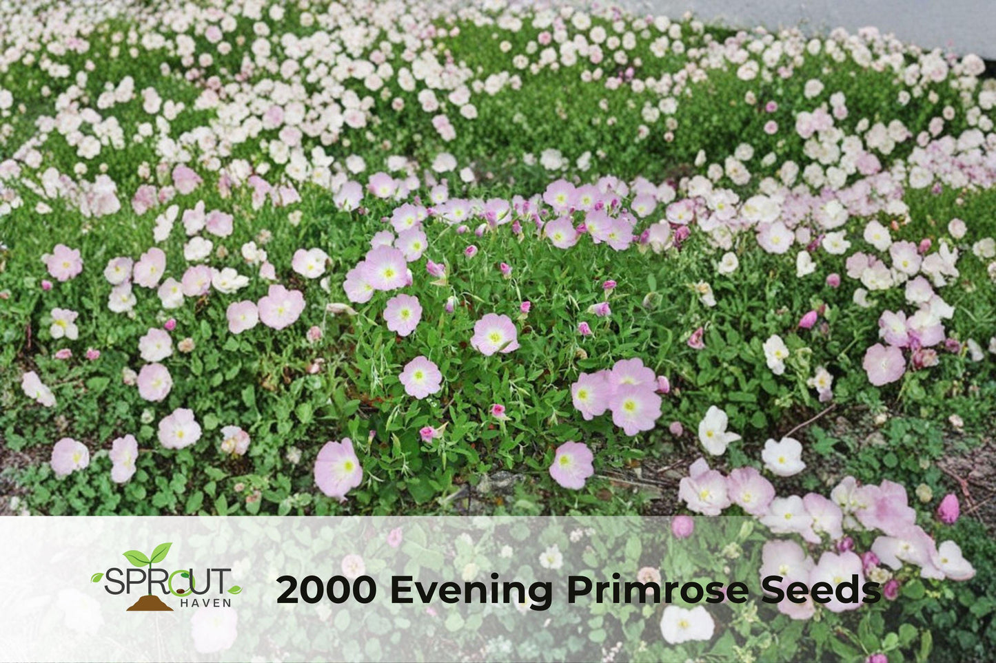 2000 Evening Primrose Seeds | Pink Blossoms | Ornamental Wildflowers | Oenothera spp. for Gardens, Borders & Pollinators