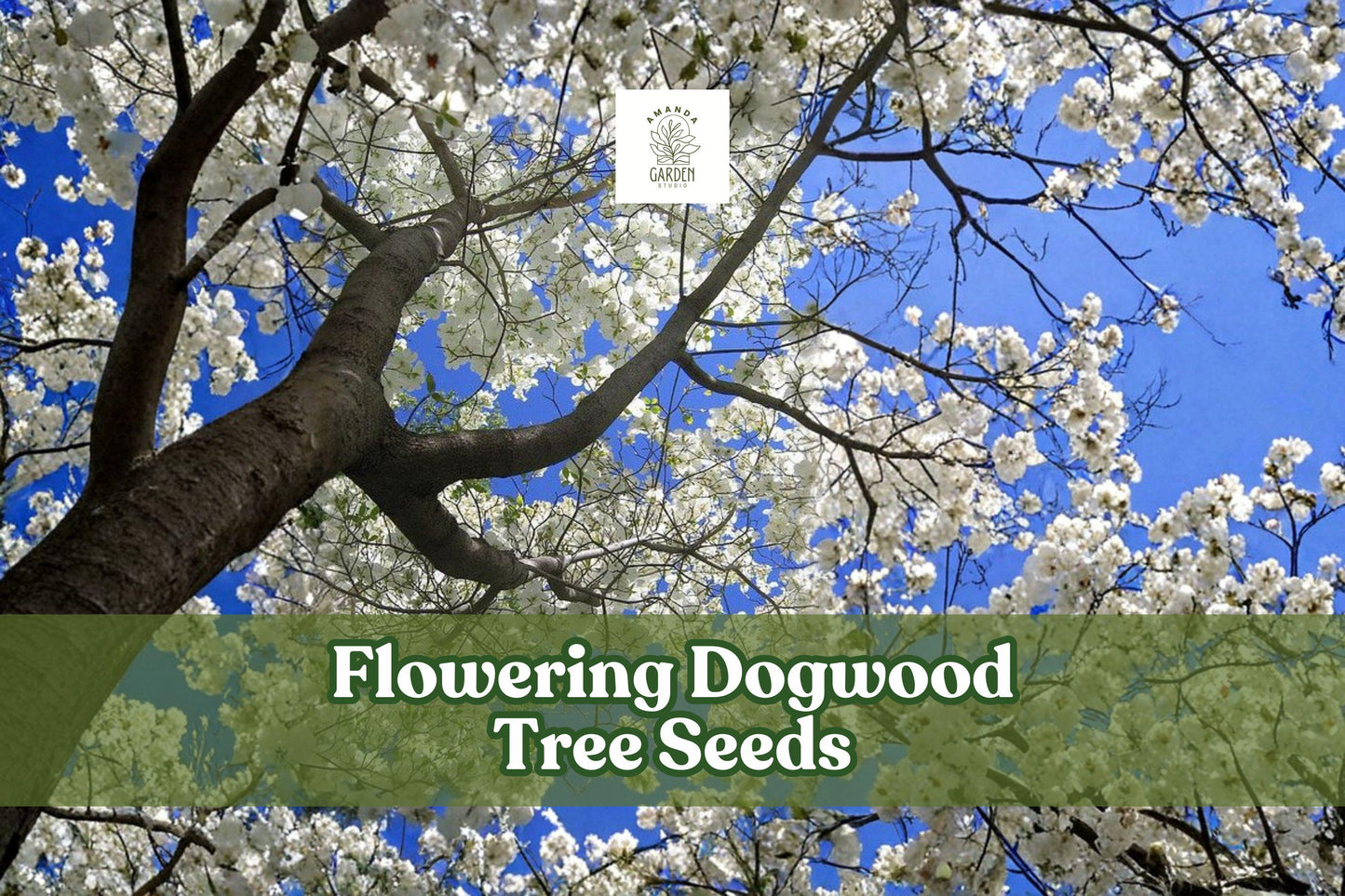 20 Flowering Dogwood Tree Seeds Cornus florida Ornamental Bonsai Deciduous Shrubs