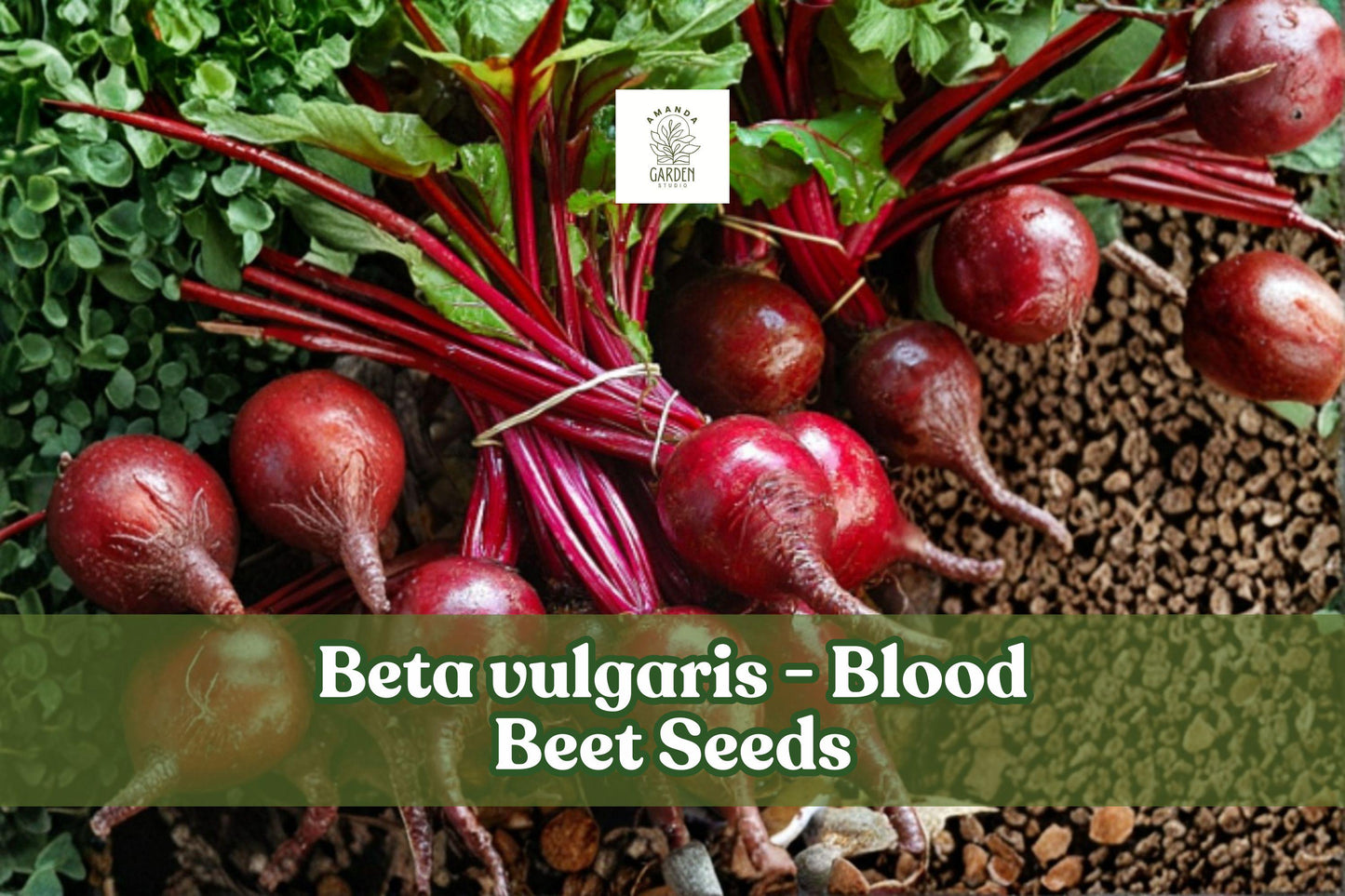 250 Blood Beet Seeds Heirloom Beta vulgaris Root Vegetable for Salad, Roasting & Juicing