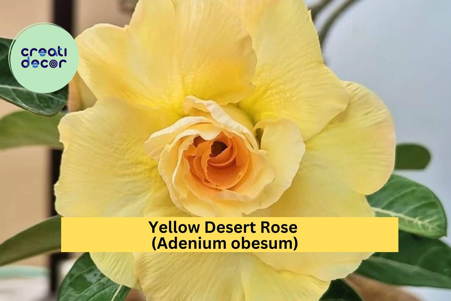 Double Yellow Desert Rose Adenium obesum Live Starter Plant – Drought-Tolerant Succulent for Indoor or Garden Display