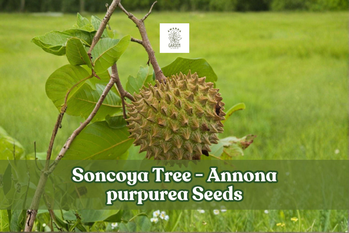 5 Soncoya Tree Seeds, Annona purpurea Tropical Fruit Tree, Rare Exotic Fruit Seeds for Warm Climates