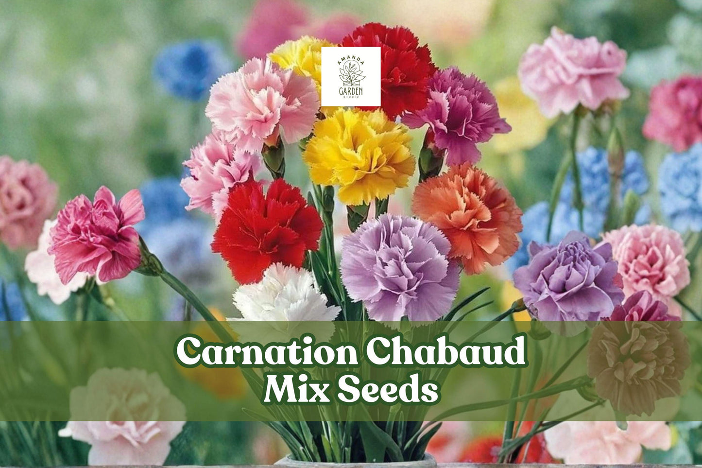 Carnation Chabaud Mix Seeds | Dianthus Caryophyllus Flower Seeds for Borders & Cut Flowers, Vibrant Pink, Red, White, Yellow