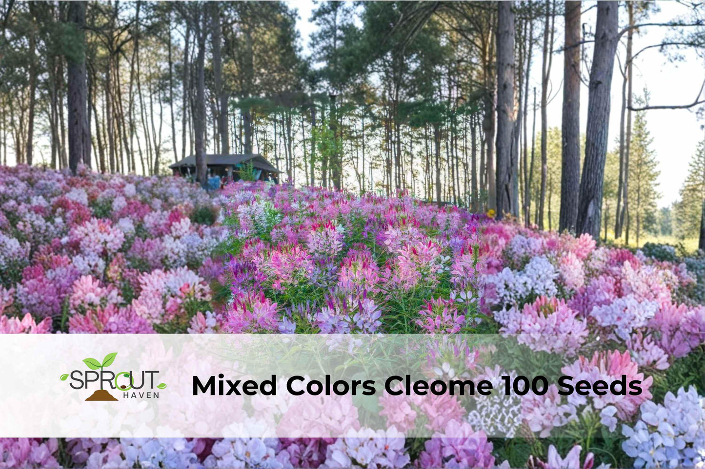 Cleome Spider Flower Seeds – 100 Mixed Colors, Non-GMO, Annual Ornamental Plant, Attracts Pollinators, Easy to Grow