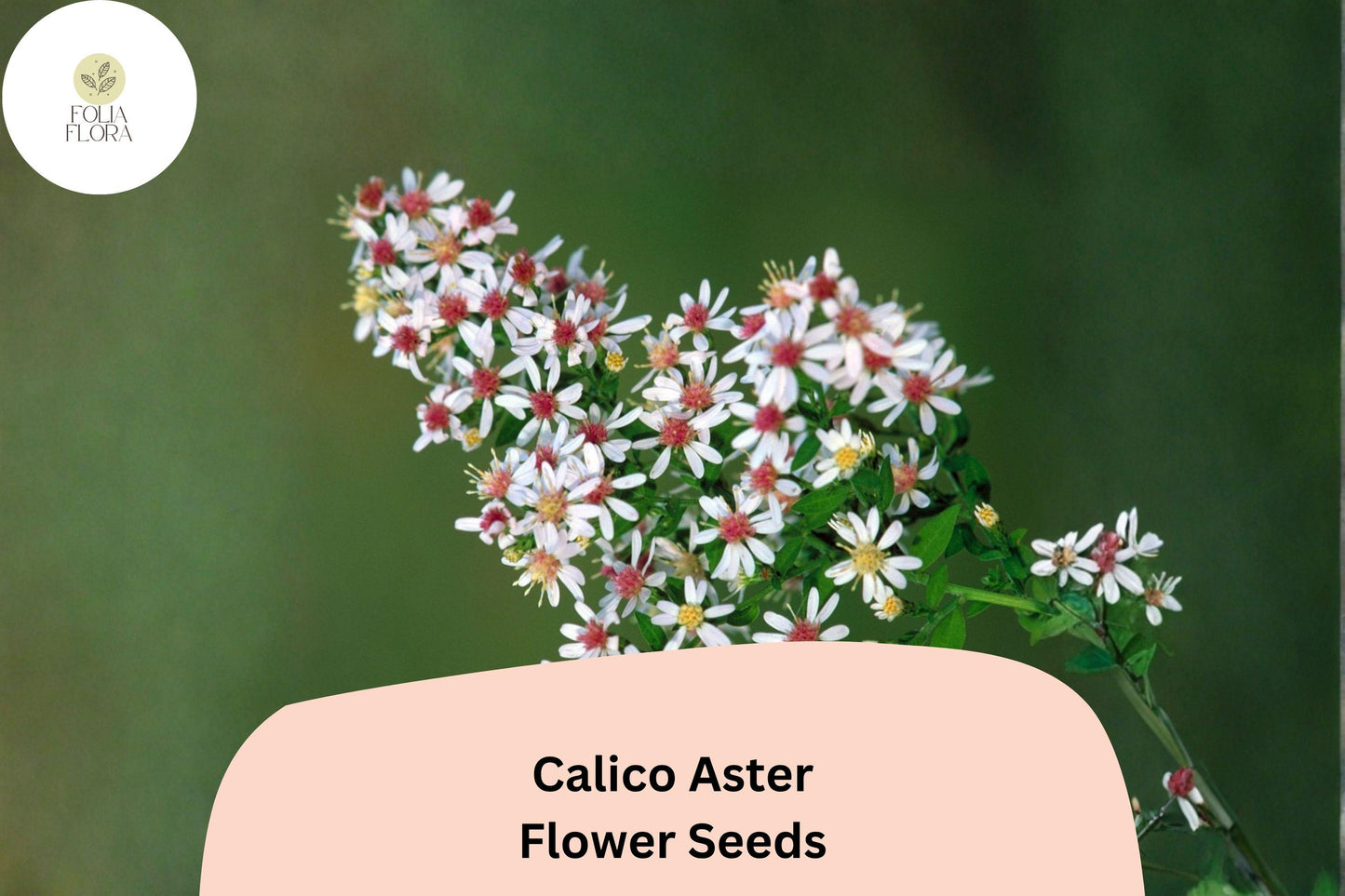 100 Symphyotrichum lateriflorum Seeds | Calico Aster Perennial Wildflower | White Pink Tinted Blooms for Pollinators
