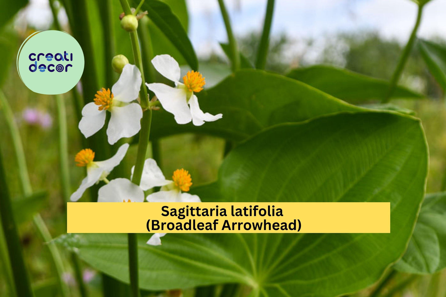 Broadleaf Arrowhead Seeds – Sagittaria latifolia – Native Aquatic Perennial for Ponds, Water Gardens & Wetlands