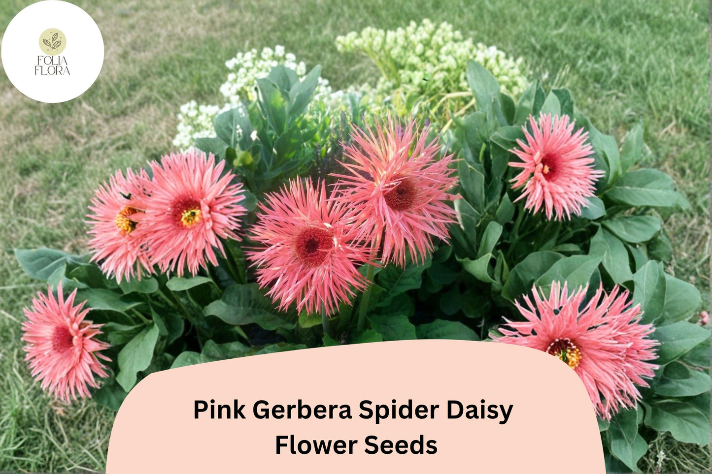 Pink Gerbera Spider Daisy Seeds | Gerbera jamesonii | Exotic Garden Flower for Borders & Cut Flowers