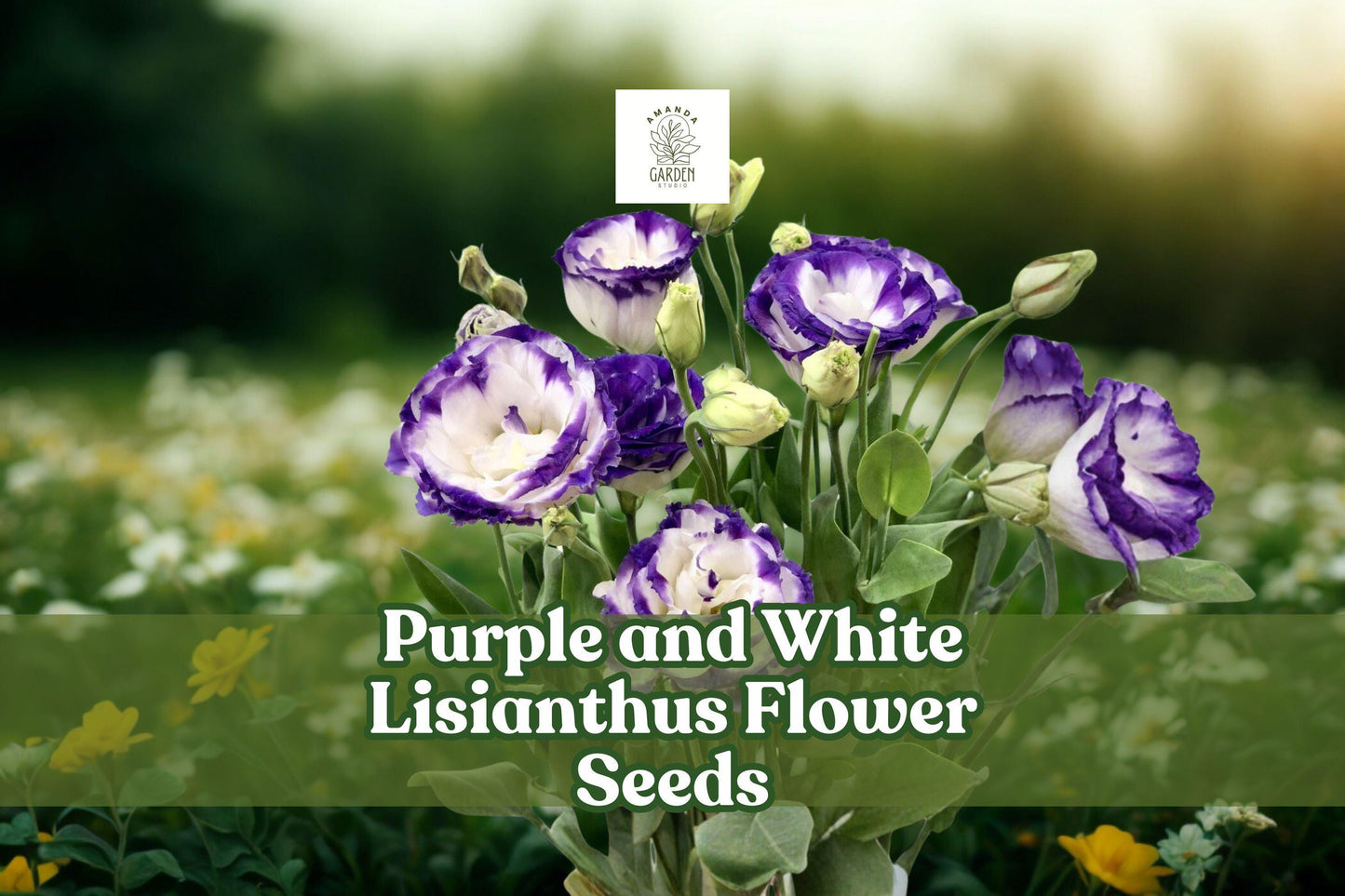 Purple and White Lisianthus Seeds – Pelleted Eustoma grandiflorum for Garden & Floral Arrangements