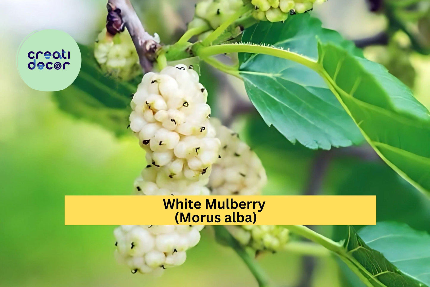 White Mulberry Trees Set of 2 – Morus alba Live Starter Plants for Edible Gardens, Fruit Trees, Wildlife, Shade