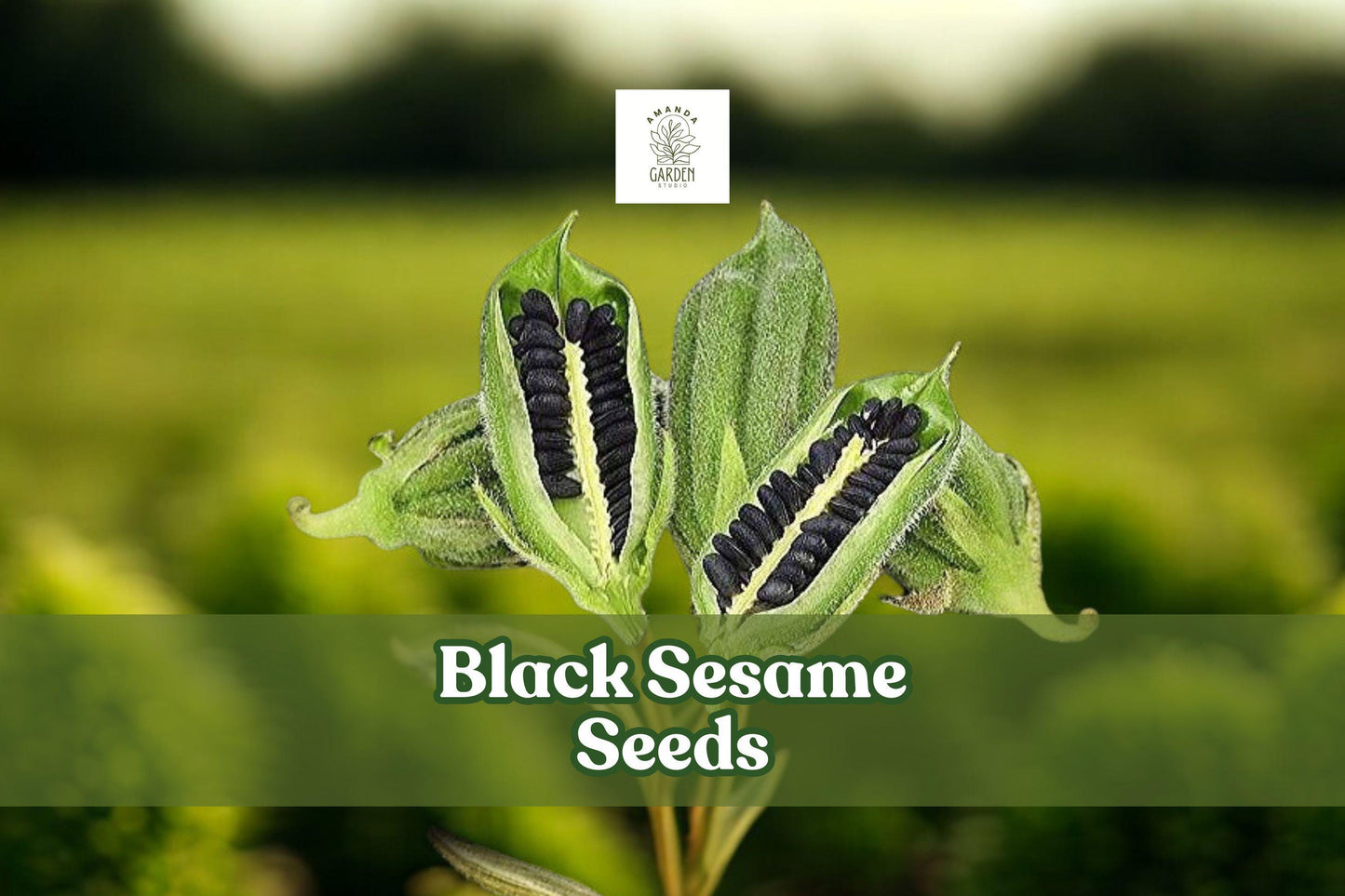 Black Sesame Seeds for Planting – Heirloom Sesamum indicum – Grow Kurogoma for Home Gardens, Seed Collection, and Sustainable Farming