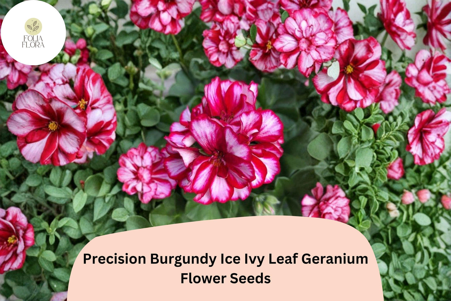 Burgundy Ice Geranium Seeds | Trailing Ivy Leaf Pelargonium peltatum | Bicolor White-Edged Blooms, Full Sun, Easy to Grow