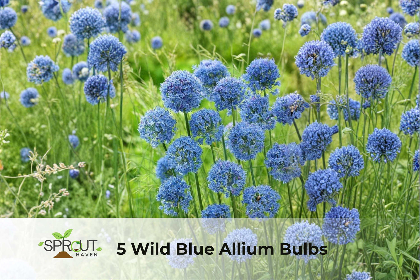 Wild Blue Allium Bulbs | Hardy Perennial Flowers for Borders & Containers | Attracts Butterflies | Allium spp.
