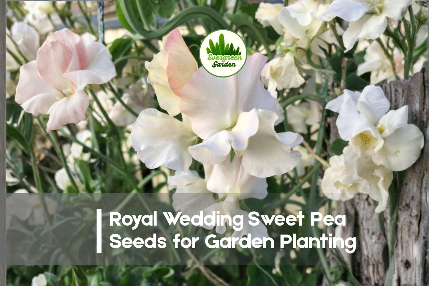Royal Wedding Sweet Pea Seeds, White Fragrant Climbing Flower, Lathyrus odoratus, 50+ Premium Seeds