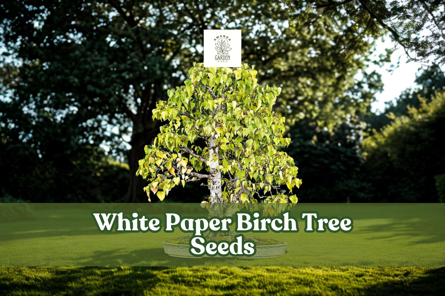 White Paper Birch Seeds, Betula papyrifera, Ornamental Tree for Bonsai, Landscaping, Woodland Gardens, 100 Seeds
