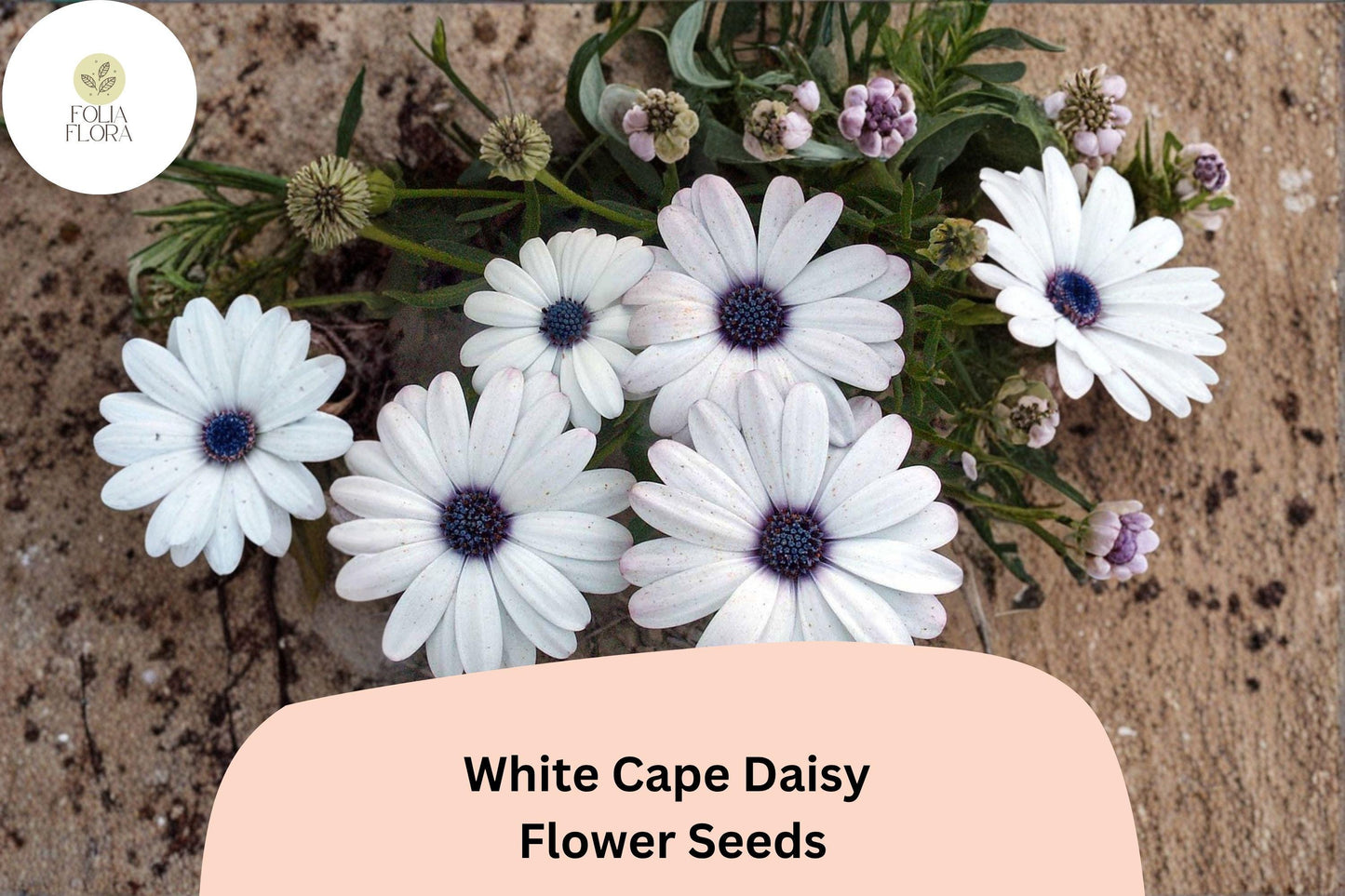 White Cape Daisy Seeds | Osteospermum ecklonis | White Flowers with Purple Centers | Drought-Tolerant Annual
